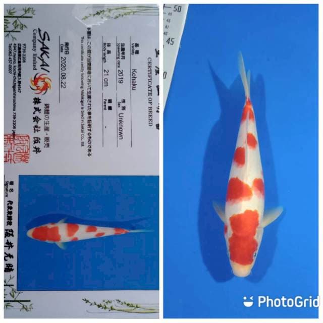 Kohaku import sakai Ltd