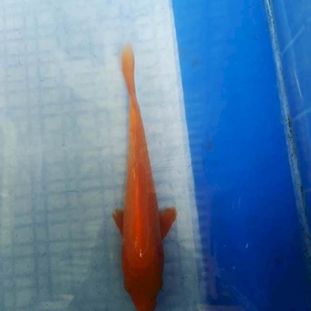 Benigoi 17 cm