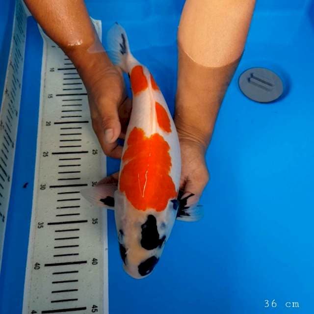 Showa 36 cm