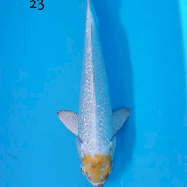 Tejo