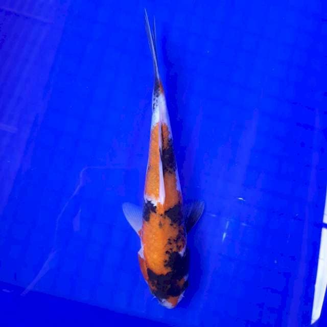 Showa 22cm