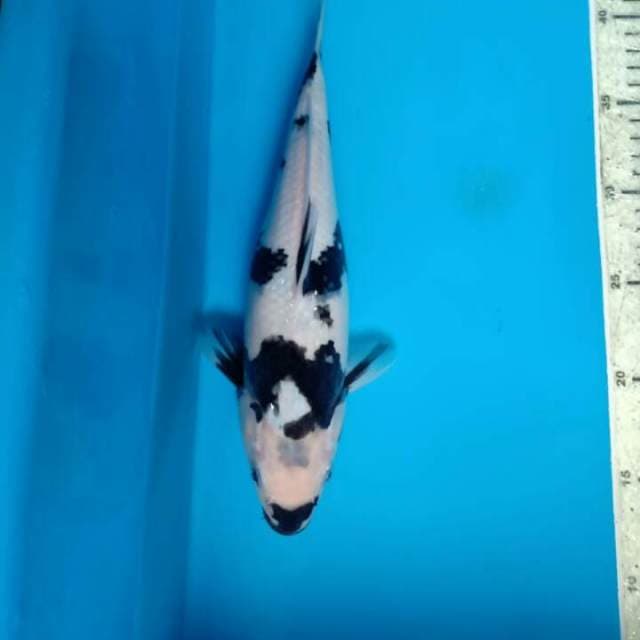 Shiro 30cm