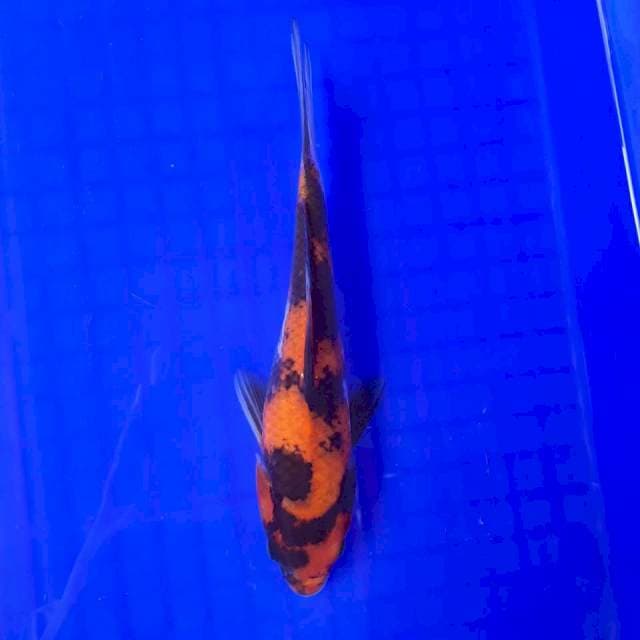 Showa 20cm