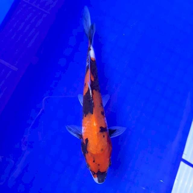 Showa 20cm