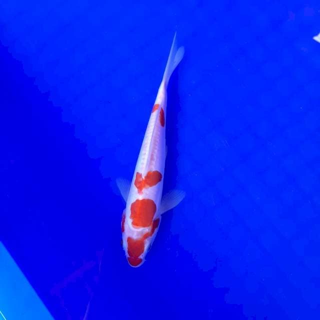 KOHAKU DOIT || 15*
