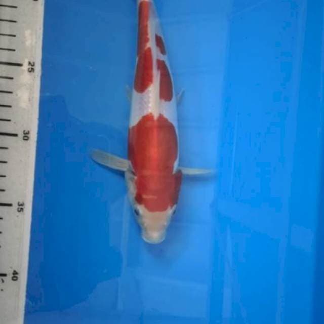 Kohaku Doitsu 24 cm BU