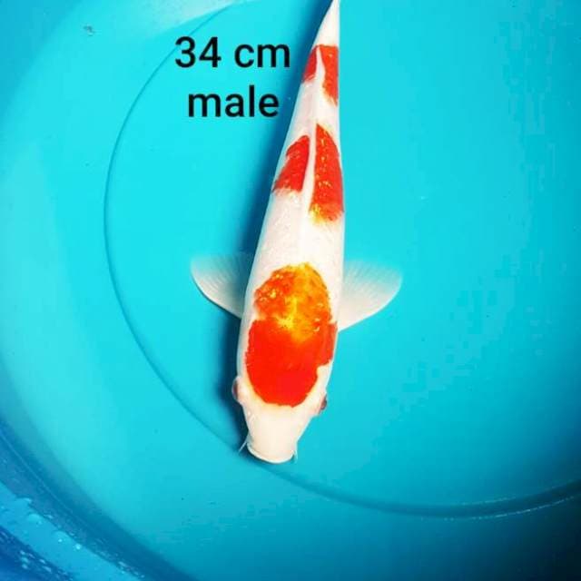 KOHAKU FULL GINRIN RATA 34