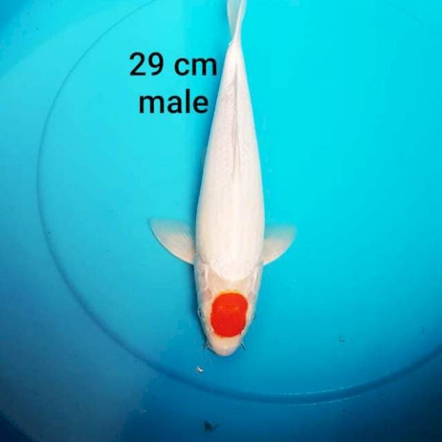 TANCHO KOHAKU 29 good body