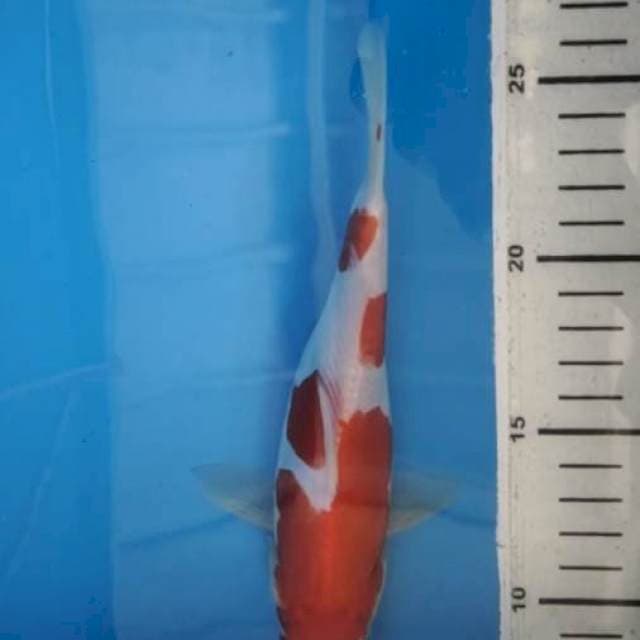 Kohaku Doitsu 20 cm up