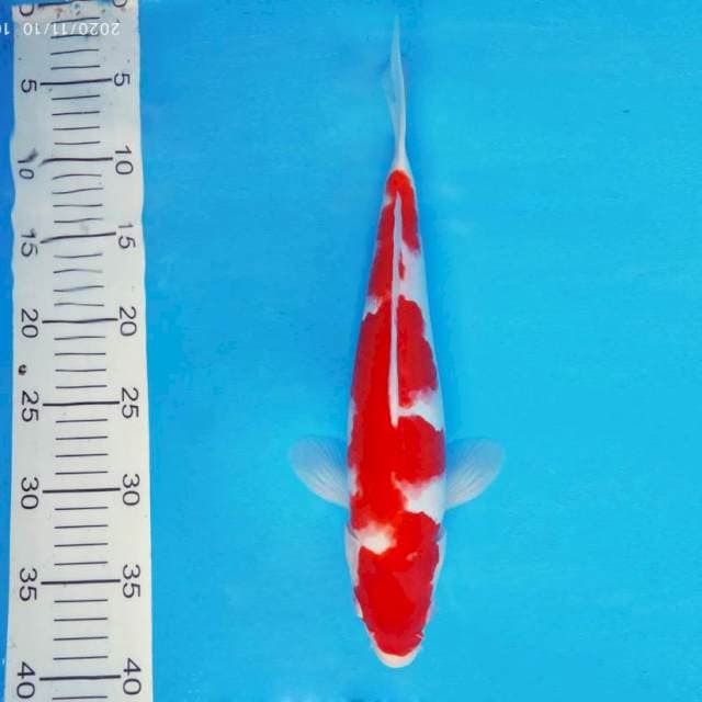 YORA 12 - Kohaku ®