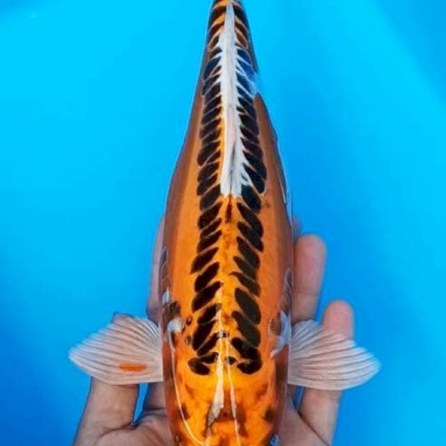 maruten kujaku doitsu 27cm