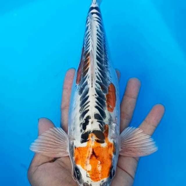 Maruten kujaku doitsu 27cm