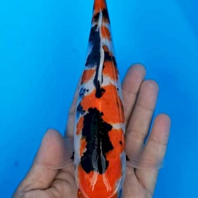 Showa bunga seroja 24cm