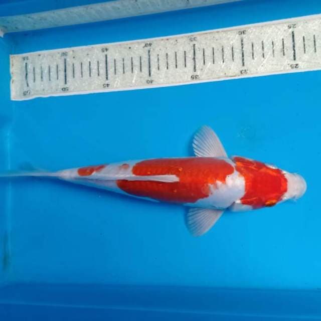 Kohaku hikari 30cm