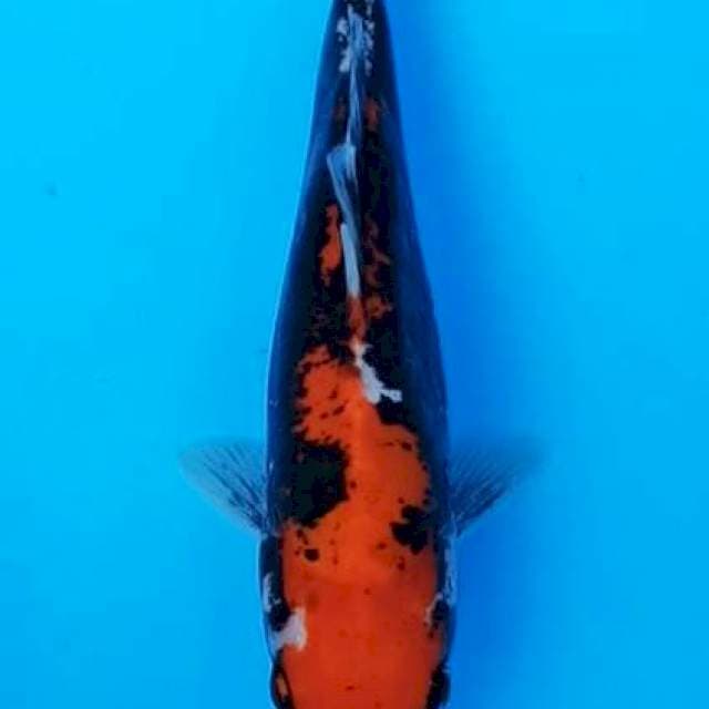 Beni kumonryu hellboy 22bu