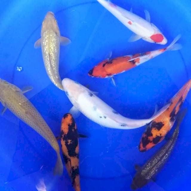 Paket mix 8 ekor