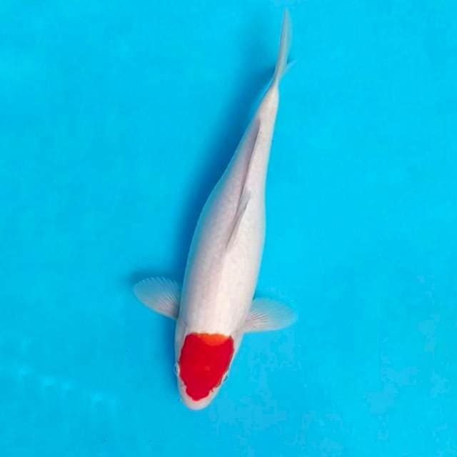 35 BU, TANCHO KOHAKU