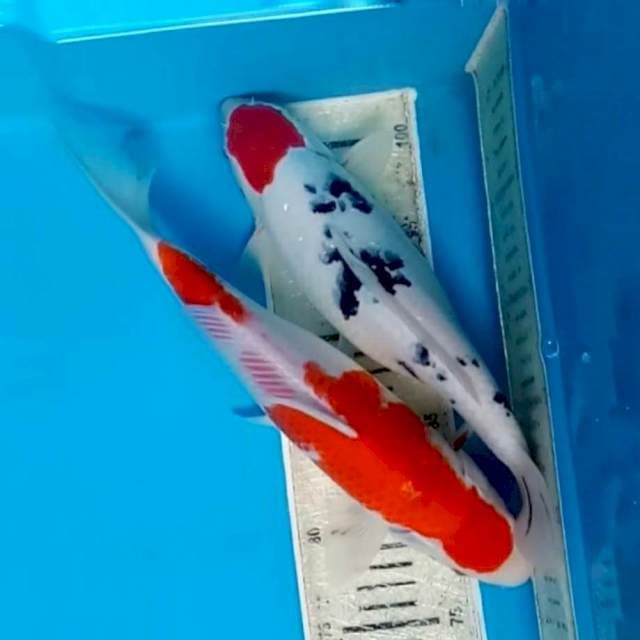 TANCHO SANKE & KOHAKU 29cm 31cm