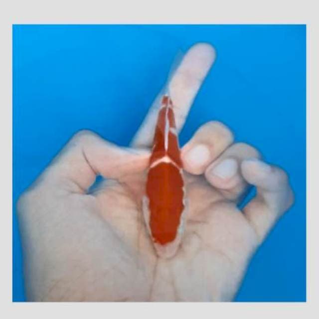 Kohaku keren bener 15cm