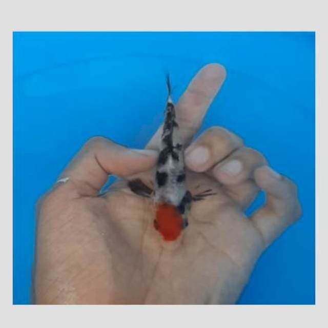 Awesome tancho..15cm
