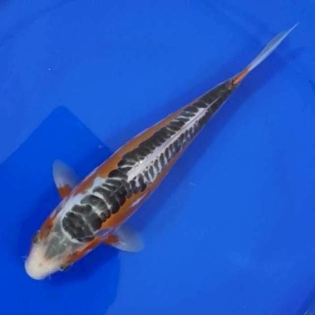 HANA SHUSUI 26CM