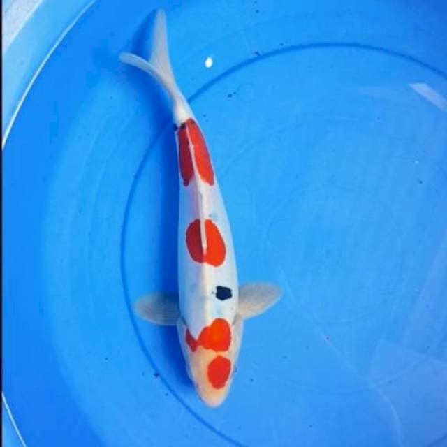 30CM Doitsu Sanke
