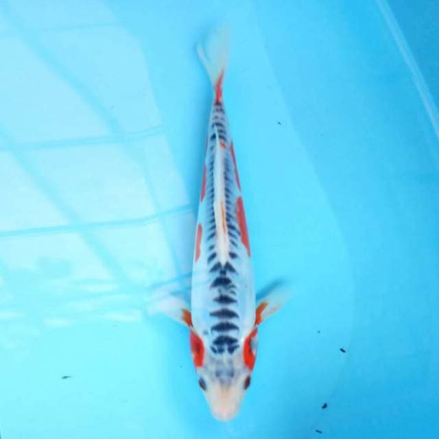 Shusui 23 cm