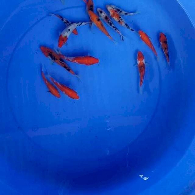 Mix koi 15 ekor
