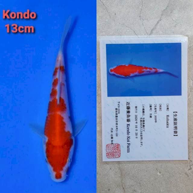 kondo kohaku 13cm serty