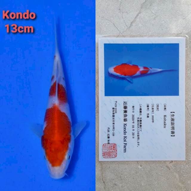 kondo kohaku 13cm serty