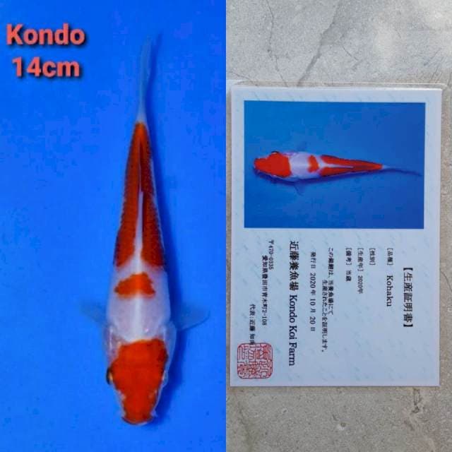 kondo kohaku 14cm serty