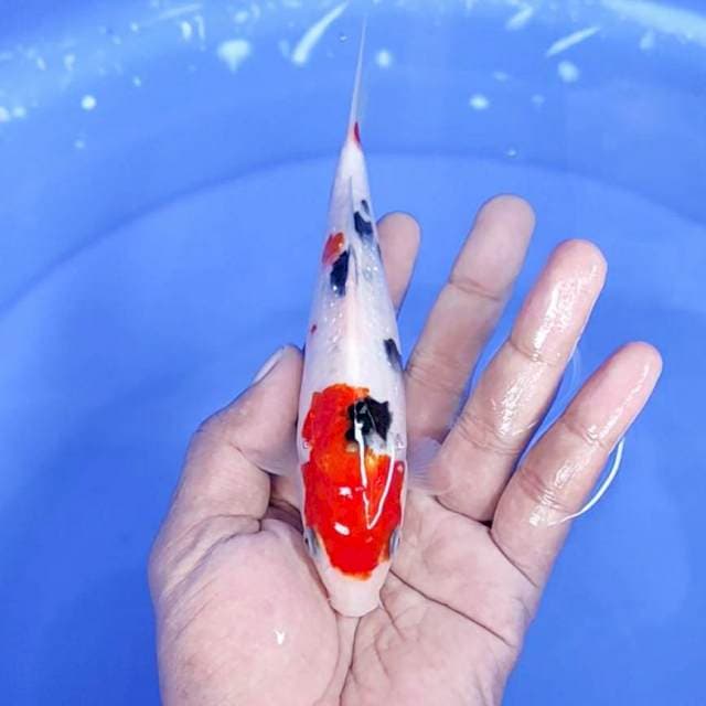 sanke / 17 cm