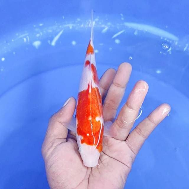 kuhaku / 18 cm