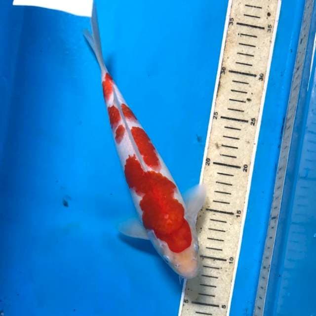 Kohaku, 28 cm