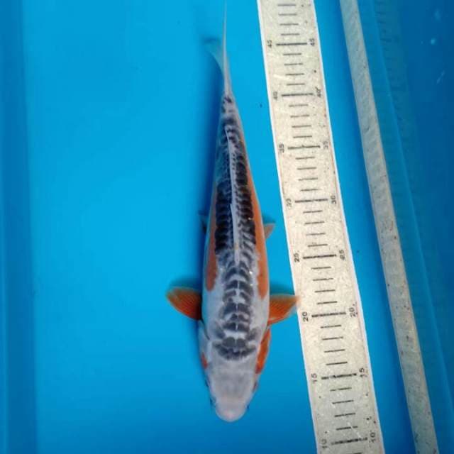 Shusui 34cm