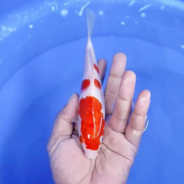 kuhaku / 18 cm