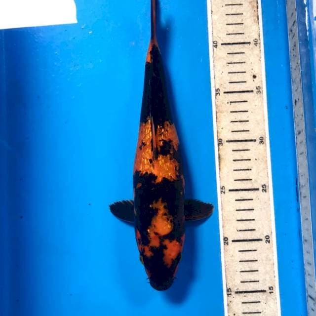 Hi Utsuri Ginrin, 29 cm