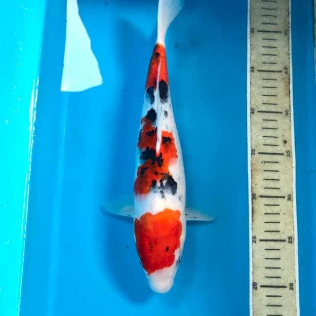 Sanke, 33 cm