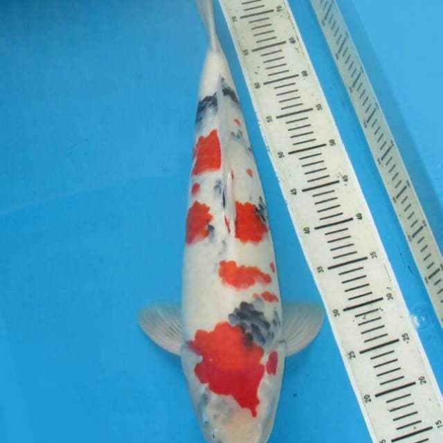 Jumbo nisai showa sakura ( ket kepala agak kurang simetris )
