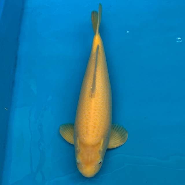 KARASHI MALE JUMBO 50bu