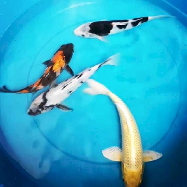 MIX KOI 20 - 28