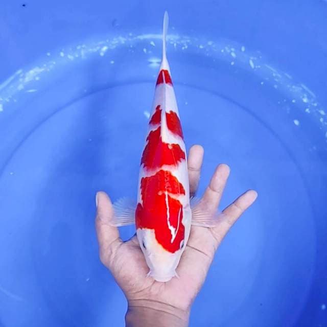 2. Kohaku Merah Strong || 32 cm
