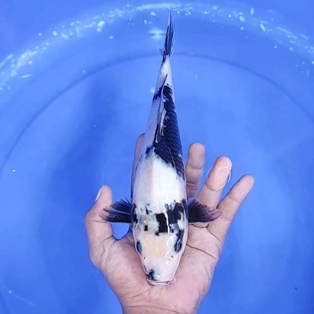 4. Shiro || 30 cm