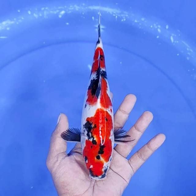 8. Showa || 26 cm