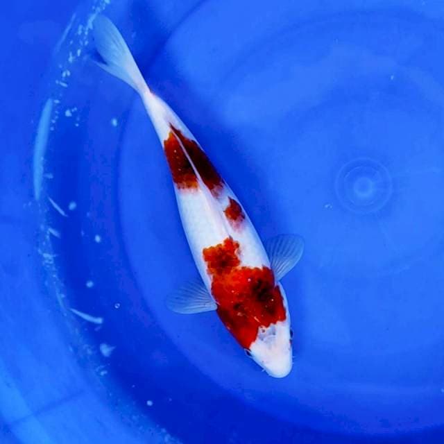 13. Goromo || 32 cm