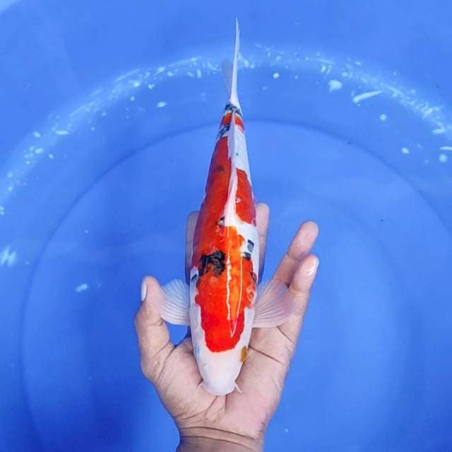 15. Sanke Doitsu || 29 cm || Jantan