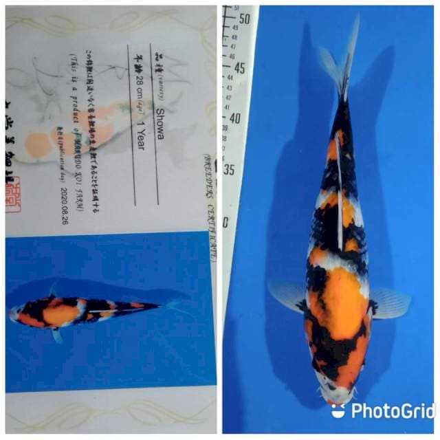 Showa import marudo farm