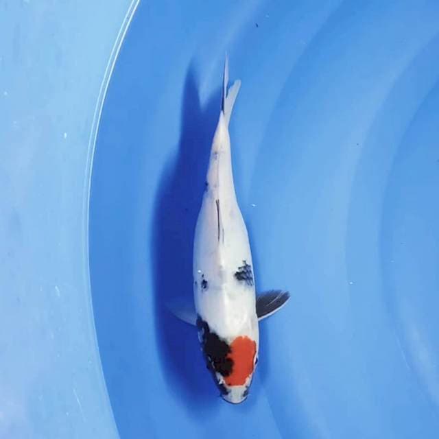 Tancho Showa prospek 23cm
