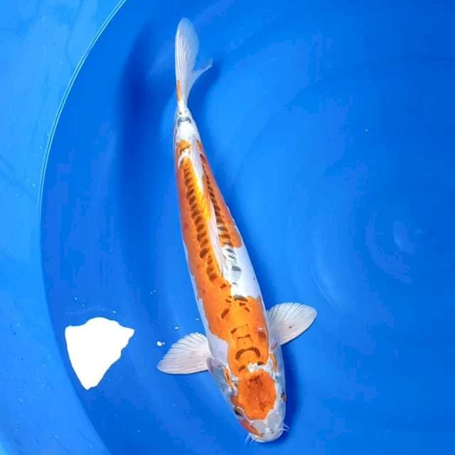 Jumbo Maruthen kujaku doitsu 44cm