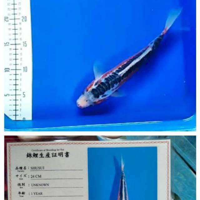 Sushui 30bu Marusei Koi Farm certy